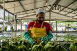 Desempleo en Colombia fue del 14,6 % en enero de 2022