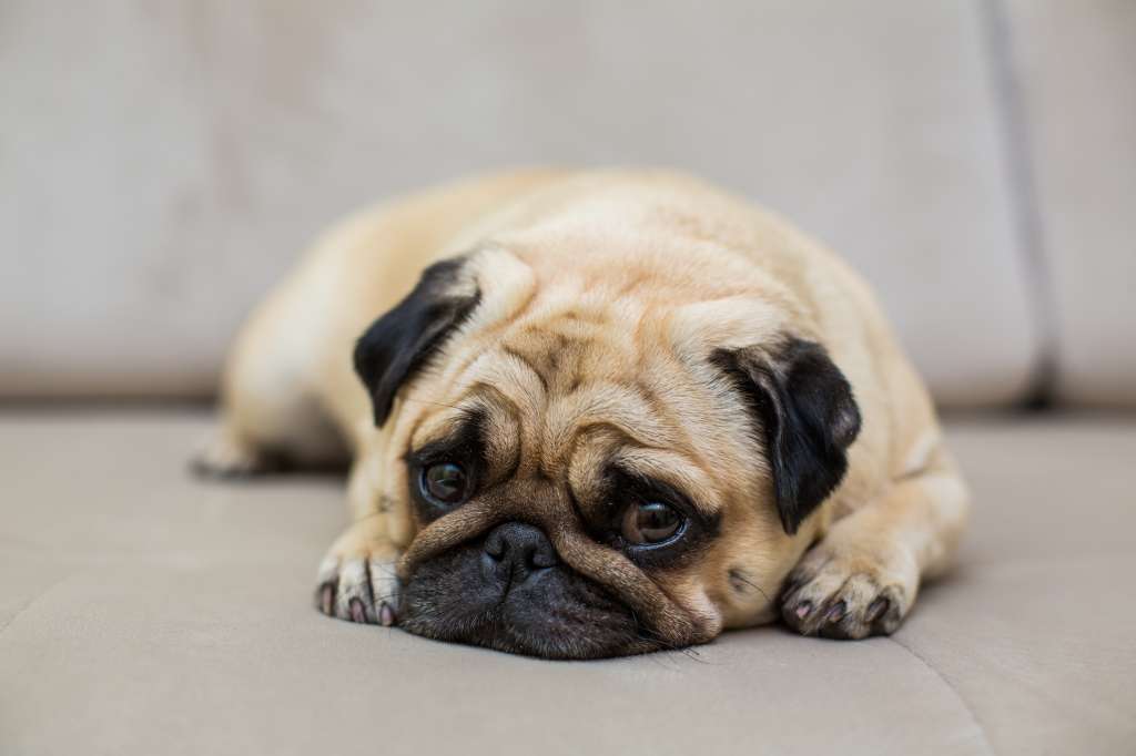 El canino puede mostrarse decaído cuando algo le duele.