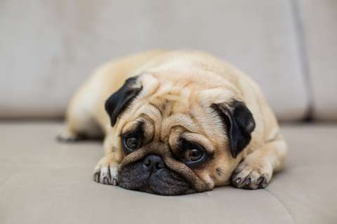 ¿Cómo ayudar a un perro a superar sus miedos?