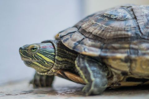 En imágenes: Así fue la liberación de 811 tortugas que habían sido incautadas en el aeropuerto El Dorado