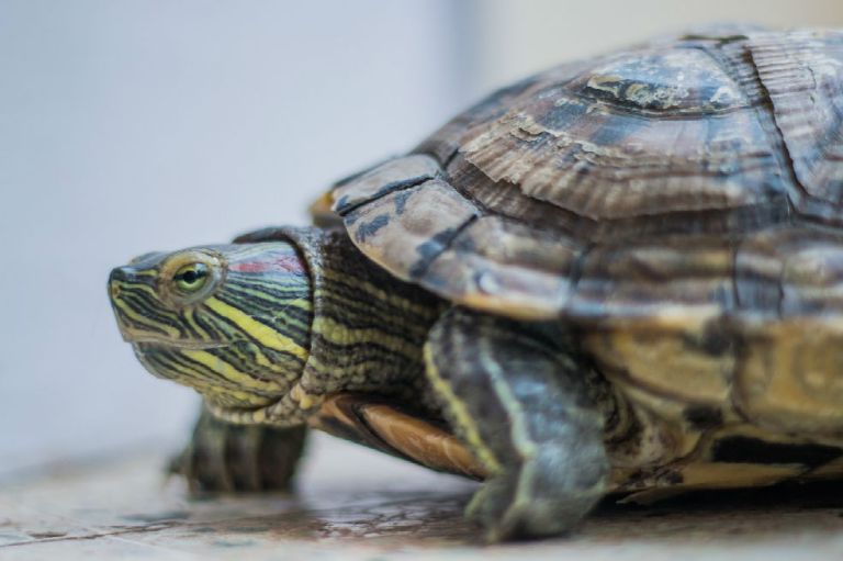 En imágenes: Así fue la liberación de 811 tortugas que habían sido incautadas en el aeropuerto El Dorado