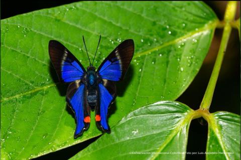 Colombia ganó el “mundial” de las mariposas con más de 2.120 observaciones
