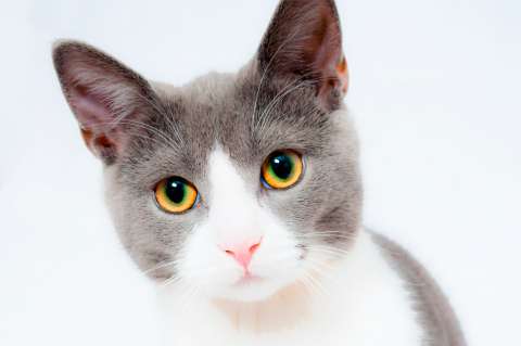 ¿En qué cambia un gato cuando lo castran?