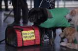 Este proyecto busca que animales de compañía no viajen en bodegas de avión