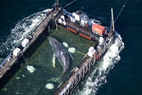 Murió Timmy, la ballena que estuvo varada en una costa alemana y que fue remolcada después