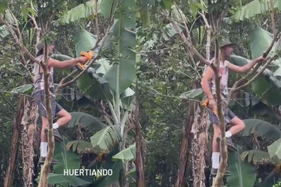 Sebastián Martínez en un árbol.