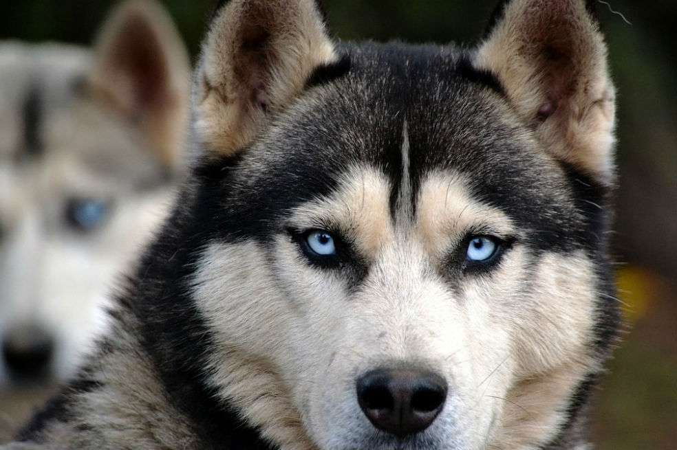 Huskie - Ilustración