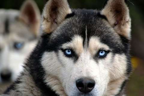 Peter Dinklage pide responsabilidad a fans de "Game of Thrones" que compran huskies