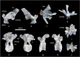 Descubren nueva especie de dinosaurio, con características inusuales para su género