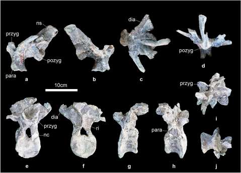 Descubren nueva especie de dinosaurio, con características inusuales para su género