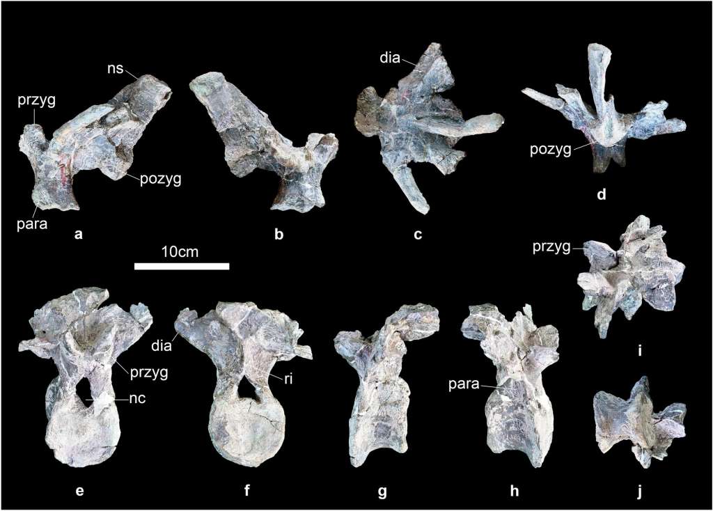 Estas son algunas de las vértebras que analizaron los investigadores para describir a la nueva especie.