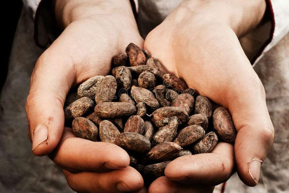 Semillas de cacao / dreamstime.com