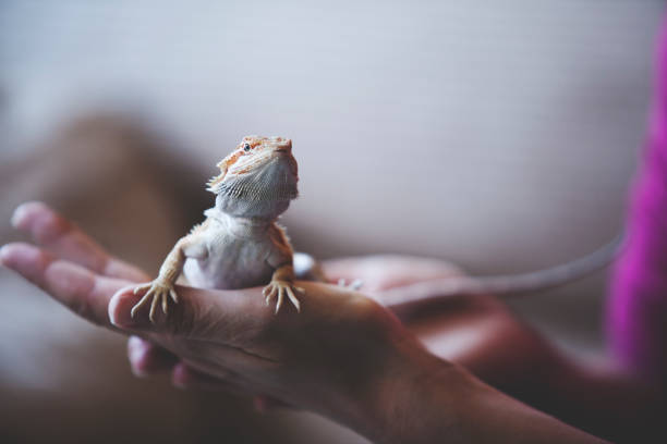 Los investigadores de salud pública locales visitaron cada tienda donde las personas compraron sus mascotas. /Getty.