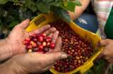 Café sin deforestación: un nuevo capítulo del campo colombiano que conquista mercados y protege los bosques