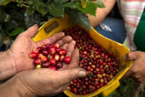 Gobierno valida la representatividad de la Federación de Cafeteros: ¿en qué puede mejorar?