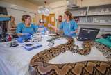 Esta serpiente de 4.5 metros es la primera en recibir tratamiento pionero contra el cáncer