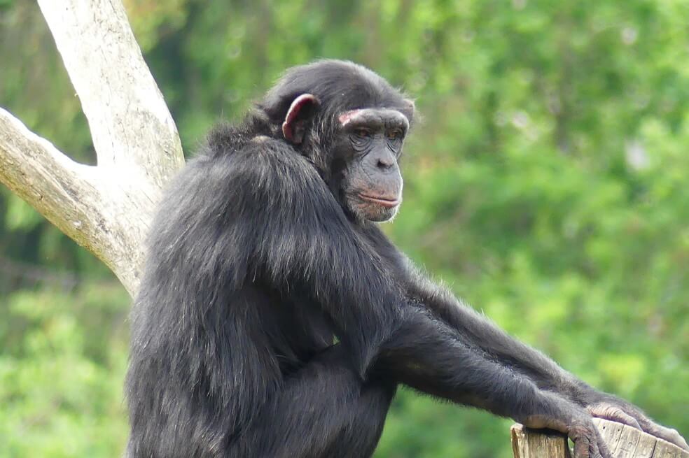 El equipo de investigadores trabajó en el monte Nimba que se encuentra en la frontera de Guinea, Costa de Marfil y Liberia. / Pexels - RalfGeorg