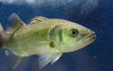 Los pesticidas, al parecer, reducirían drásticamente la esperanza de vida de los peces