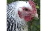 Las gallinas, al parecer, también se sonrojarían según sus emociones