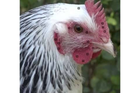 Las gallinas, al parecer, también se sonrojarían según sus emociones