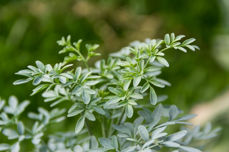 ¿Para qué sirve la ruda? Beneficios y propiedades de esta planta