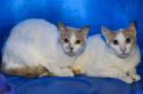 ¡Adopte uno de estos 30 gatos, “Chapicats”, que están esperando por un hogar!
