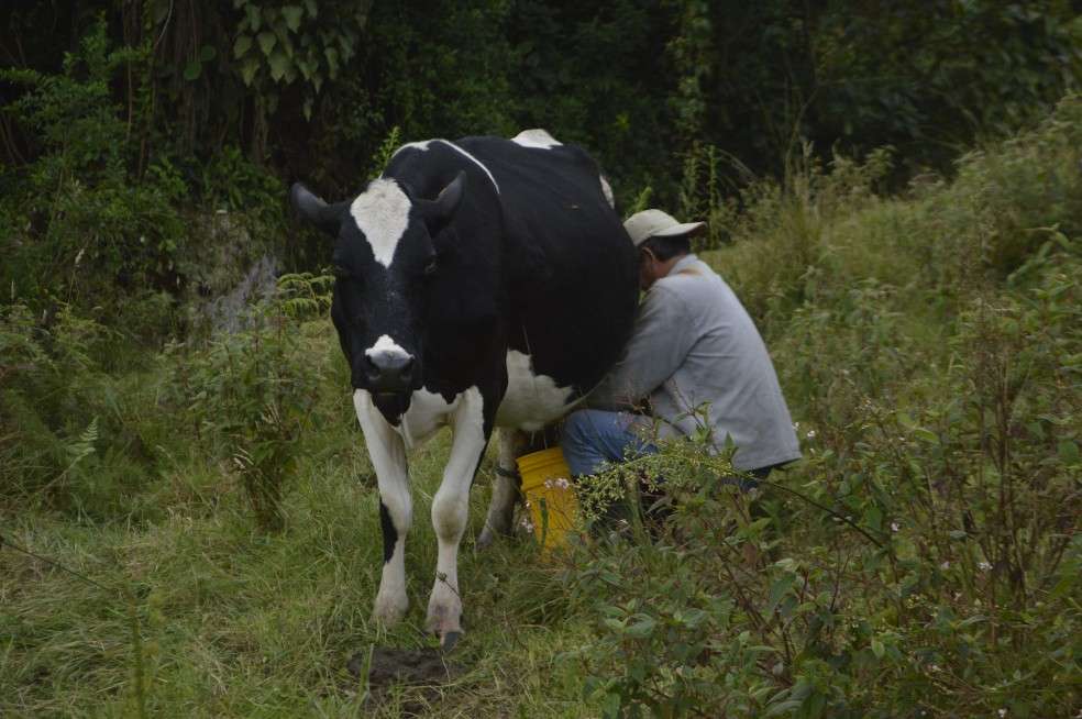 Rodrigo Pinto, trabajador de la finca Las Cuadras, ordeñando una de las 10 vacas que se destinan para la producción de leche.