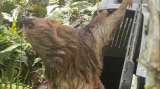 Rescatan y liberan a perezoso de dos dedos atacado por perros en Pacho