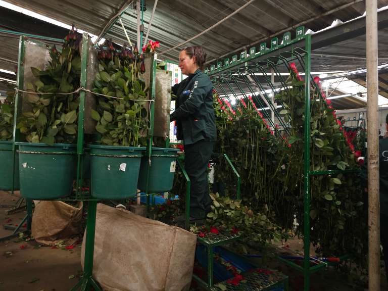 En el cultivo, la flor crece bajo supervisión constante. Equipos especializados saben exactamente en qué punto de apertura debe cortarse el botón, según el mercado al que viajará y las preferencias de color y tamaño.