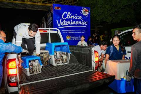 Trasladan a más de 200 gatos que vivían debajo de un puente en Cartagena