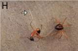 La acrobática maniobra de una araña para cazar a sus presas en menos de un segundo