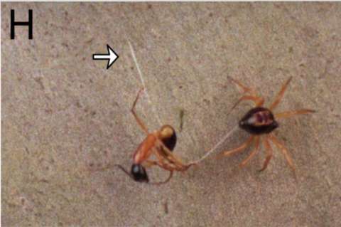 La acrobática maniobra de una araña para cazar a sus presas en menos de un segundo