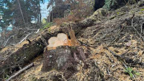 CAR detecta tala ilegal masiva de árboles en zona rural de Pacho, Cundinamarca
