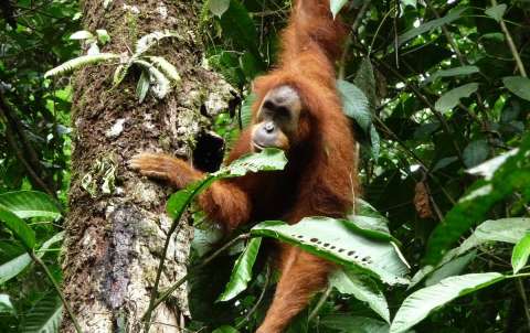 Por primera vez, graban a un orangután de Sumatra usando un puente para cruzar una carretera
