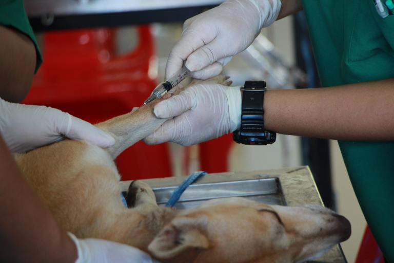 ¿Anestesiar a mi perro o gato es peligroso? Desmentimos los mitos sobre la anestesia