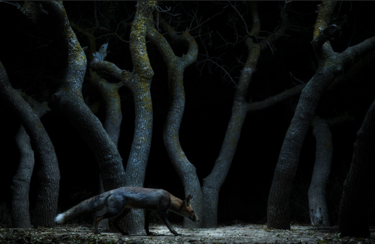 En un grupo de árboles de formas inusuales, el fotógrafo utilizó luces suaves  y telas para atraer a un zorro hacia la cámara. Con el nombre 'Ladrón en el punto de mira' este fue el ganador de la categoría Paisajes salvajes y animales en su hábitat.