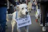 Denuncian que una doctora intentó envenenar a mascotas de una veterinaria