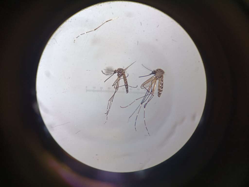 Así son los mosquitos Aedes aegypti. A la izquierda, el macho; a la derecha, la hembra, que es la que consume sangre humana y puede transmitir la enfermedad. /Diego Quiceno.