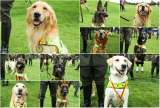 Distrito rindió homenaje a los animales que acompañan las labores de seguridad y emergencia