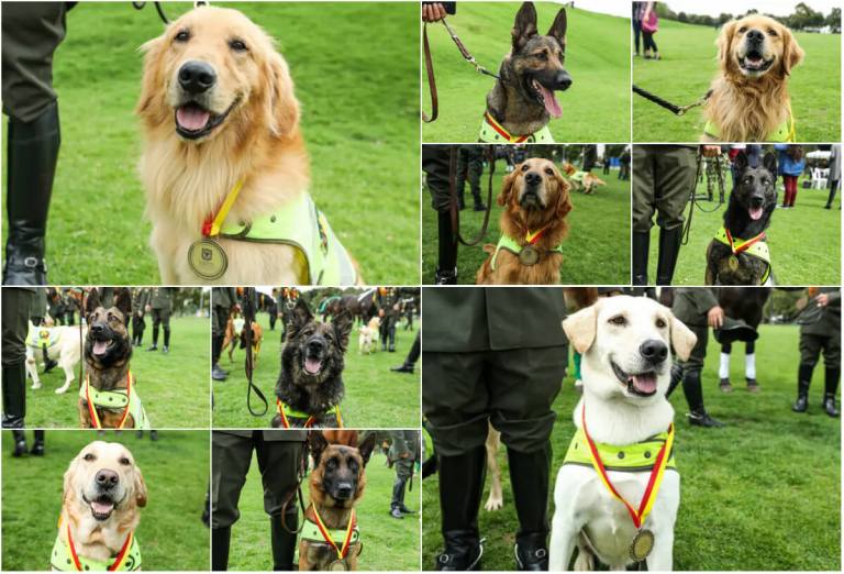 Distrito rindió homenaje a los animales que acompañan las labores de seguridad y emergencia
