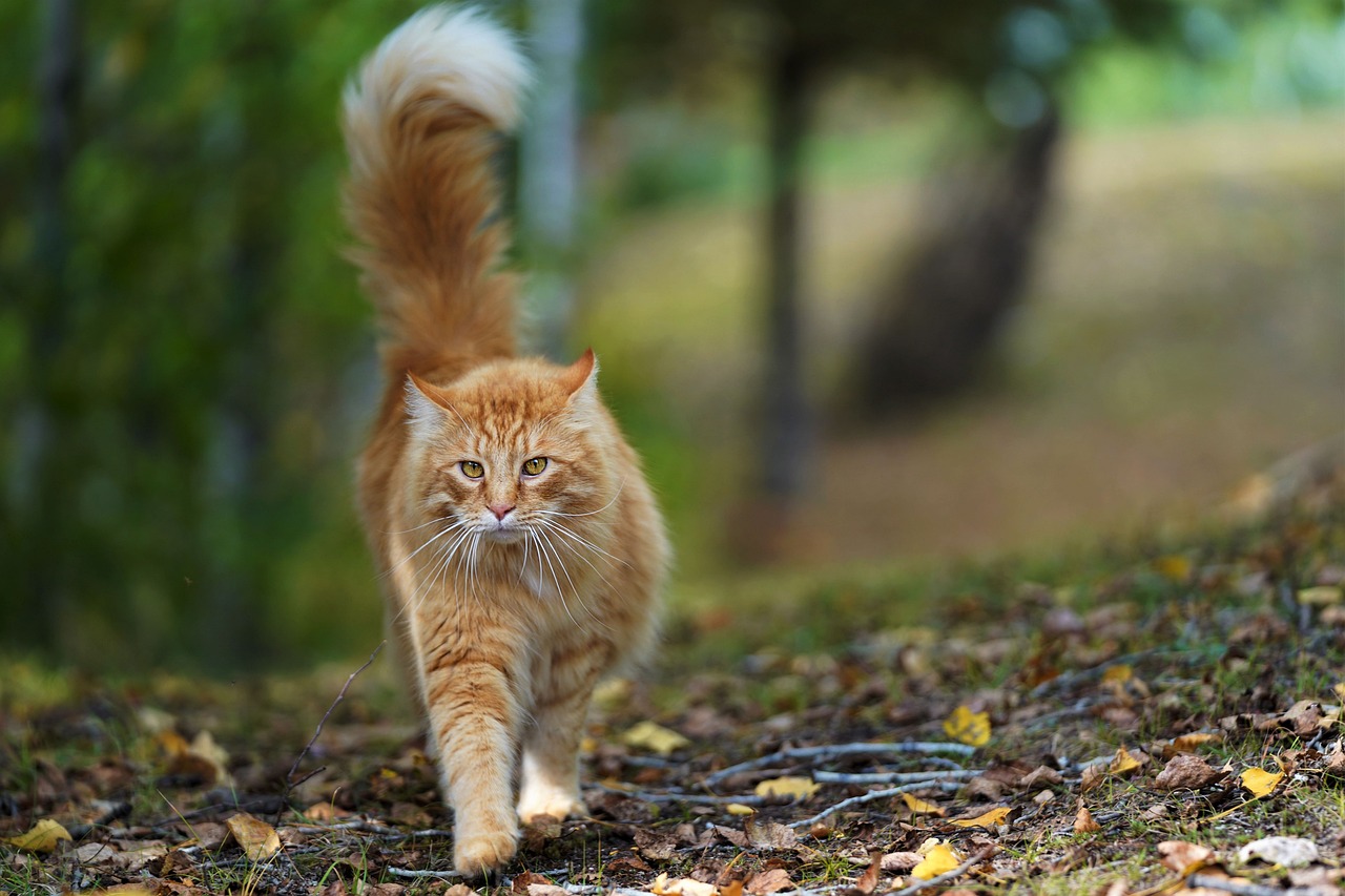 Cuanto más cálido sea el entorno, más naranja se verá en su pelaje en estos gatos.