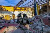Entrenamiento de perros de rescate cobra popularidad en México debido a terremotos