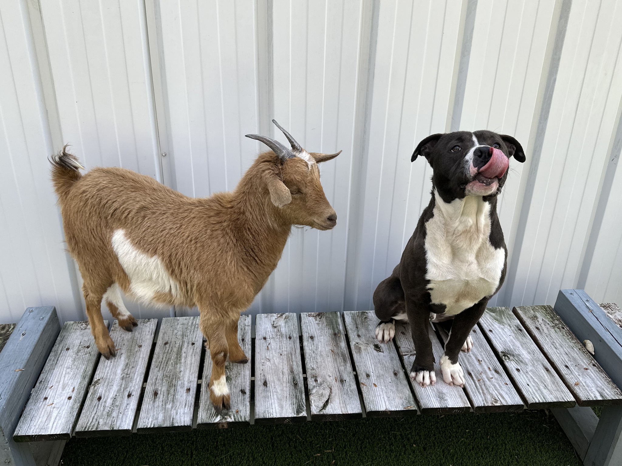 La cabra y el perro inseparables pronto estarán viviendo sus años juntos en las hierbas de una granja local del condado de Johnston.