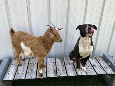 ¡Adorables! La historia de un perro y una cabra que fueron adoptados juntos