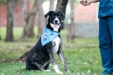 Casi 100 mascotas fueron adoptadas este fin de semana en Bogotá