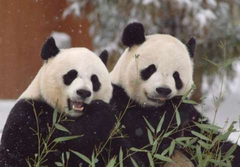 Los pandas son más activos socialmente de lo que pensábamos