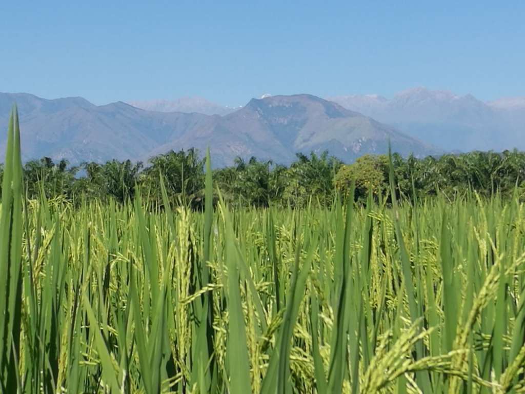 Los retos del sector productor arrocero