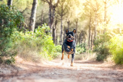 Así dicen los perros “te amo” a sus dueños en su lenguaje