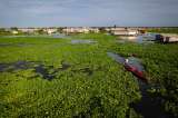 Especie invasora está arrasando a Nueva Venecia, un pueblo anfibio de la Ciénaga