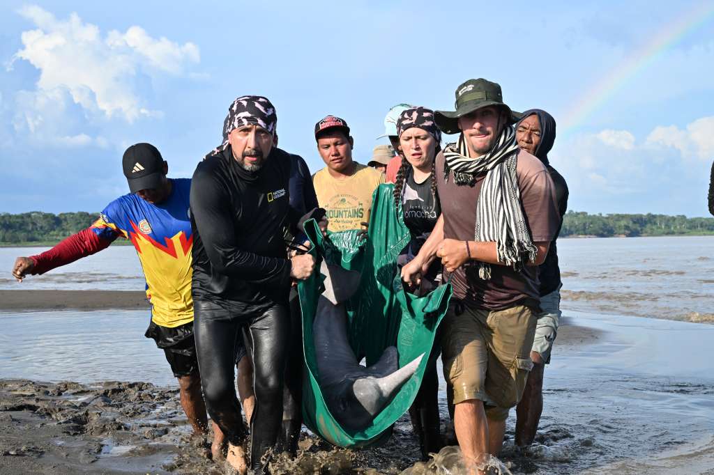 El equipo de la Fundación Omacha mientras traslada el delfín del agua a tierra firme.